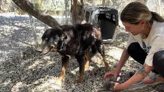 Rescued Dog Arxigos Loves Being Brushed [upl. by Bethesde]