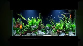 How To Planted Aquarium Tutorial  55 Gallon Aquascape With Discus [upl. by Ardnuahsal]