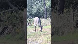 “Spiked Apple Jack” ￼Spike buck eating apples whitetaildeer nature deer whitetailbuck [upl. by Viki]