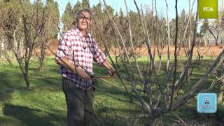 Poda intensiva de la higuera Intensive pruning of fig tree [upl. by Dougie]