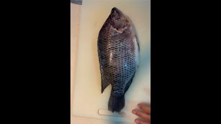 TAIWAN TILAPIA CLEANING amp CUTTING asmr fish fishcleaning fishcutting taiwantilapia tilapia [upl. by Fredelia]