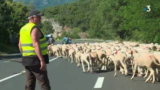 Hérault  la transhumance sur le Larzac vers les hauteurs [upl. by Mmada813]