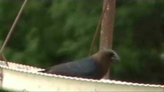 Brown Headed CowBird [upl. by Abigael857]