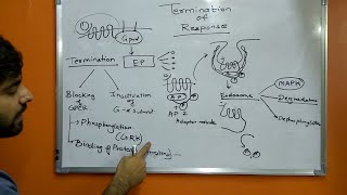 Termination of Response  GPCR  G protein  Signal Transduction [upl. by Orlantha565]