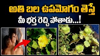 Atibala Plant Traditional Ayurveda Remedies  Atibala Plant Uses  Yours Tv [upl. by Spada383]