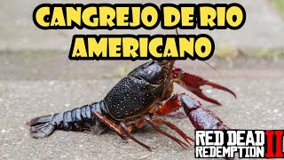 Donde encontrar el CANGREJO de RIO AMERICANO en Red Dead Redemption 2✔️ [upl. by Enoed]