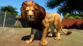 Planet Zoo  West African Lion Gameplay PC HD 1080p60FPS [upl. by Joleen413]