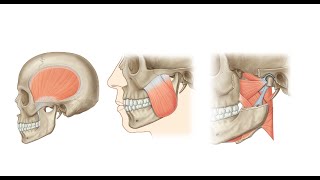 Muscles of Mastication [upl. by Abate987]