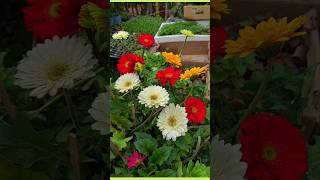 Gerbera plant care tip  flower season Gerbera plant  plantinfo [upl. by Havener]