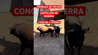 Toros de PEDRAZA DE YELTES CASTILLEJO DE HUEBRA y CONCHA Y SIERRA 15septiembre2024  Las Ventas [upl. by Helbonnas]