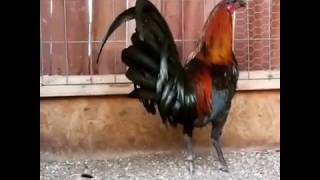 Black McRae  Black Bonanza stag Gamefowl Gallos  Roosters [upl. by Thurnau]