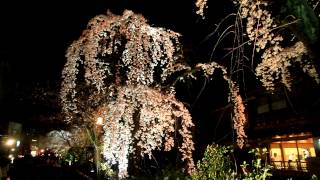 祇園白川・円山公園の桜【Cherry blossoms in Kyoto】 201245 [upl. by Jayme865]