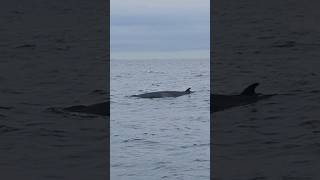 Minkes Humpbacks Seals amp Gannets with Whitby Coastal Cruises shorts [upl. by Farrar]