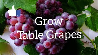 Growing Table Grapes  The Grower Coach Garden Show [upl. by Ahsiem]