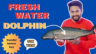 How To Keep Freshwater Dolphin 🐬🐬 Details Video  Feeding Tank Size Community And All 🐟🙋‍♂️ [upl. by Ginny18]