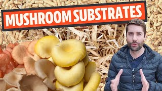 Understanding Mushroom Substrates What Do Mushrooms Grow On [upl. by Sclar186]