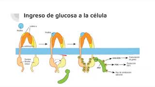 Bioquímica de la Diabetes Mellitus [upl. by Myrtie553]