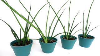 How to Divide and Propagate Sansevieria Bacularis at Home [upl. by Oigaib347]