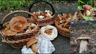 PORCINI MUSHROOMS  BOLETUS EDULIS 1 [upl. by Betsey475]