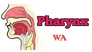 Pharynx  Anatomy simplified World of Anatomy [upl. by Lemrahc]