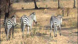 Ruaha National Park [upl. by Yrailih]