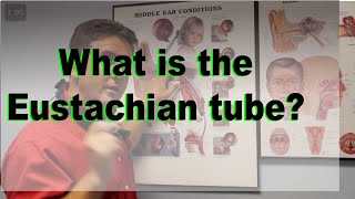 Eustachian Tube explained [upl. by Ayerf]