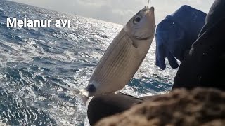 Melanur avı Antalya falezleroblada melanura [upl. by Ralyks]