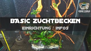 BASIC GARNELEN ZUCHT BECKEN [upl. by Eedyaj528]