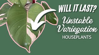 20 Unstable Variegated Plants  Houseplant Variegation That Reverts [upl. by Botnick]