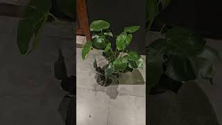 Noted Plant  Small Changes Big Impact Home Decor Plansshorts shortsfeed viralvideo short [upl. by Airekat559]