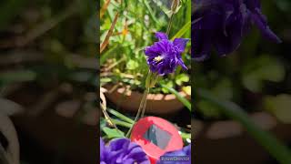 Aquilegia amp Babiana bulbs shorts australia birds garden flower bulb [upl. by Asiruam]