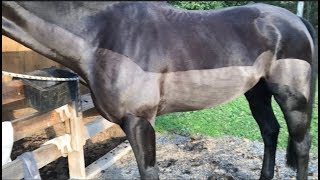 Clipping a horse  Trace clip [upl. by Orgell473]