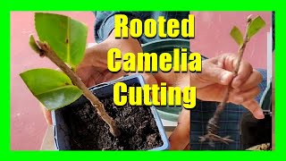 How To Grow Camellias From Cuttings  Camellia Plant Propagation From Cuttings [upl. by Yelir]