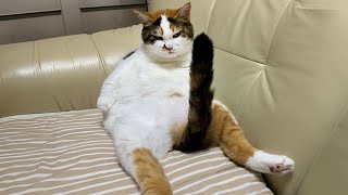 CATS make us LAUGH ALL THE TIME 😹 Ultra FUNNY CAT videos 2024 [upl. by Truscott]