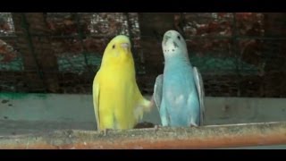 Loving Moments of Love Birds 1080p HD [upl. by Ynetsed]