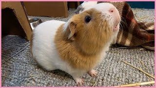 Best guinea pig noises of the wheek 2021 Week 2 [upl. by Assil]