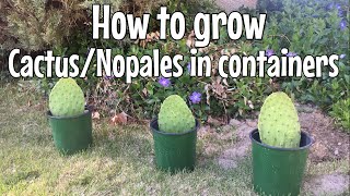 How to grow CACTUS  NOPALES in containers [upl. by Butte]