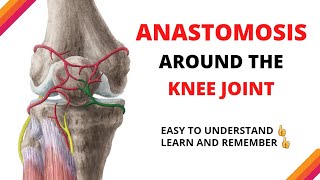 ANASTOMOSIS Around KNEE JOINT🔥🔥 easy and concise explanation [upl. by Seed]