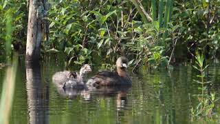 Piedbilled grebe family [upl. by Gaskin474]