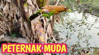 Cara ternak burung wambi pemula [upl. by Sokcin]