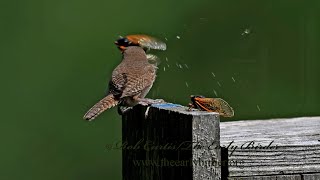 Troglodytes aedon HOUSE WREN sings grabs cicadas 9088891 [upl. by Anom]