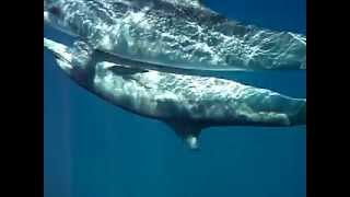 spinner dolphin mating [upl. by Rutledge]