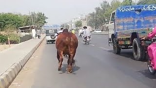 Cow Qurbani  Funny Compilation of Cow Running in Karachi Road  Eid Ul Adha 2023 [upl. by Netfa291]