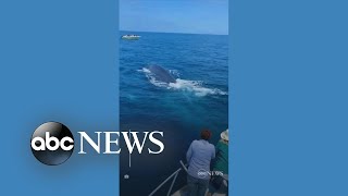 Extremely Close Gray Whale Encounter [upl. by Sivraj]