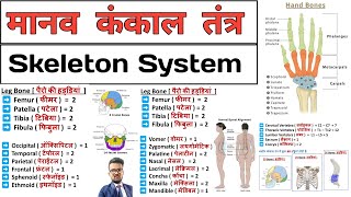 Skeleton System  कंकाल तंत्र  Bones  Anatomy and physiology  Anatomy in Hindi  Anatomy Notes [upl. by Atinrahc]