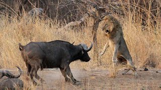 1 Male Lion vs 100 Buffaloes  The Courage Of A Male Lion [upl. by Ahtaga]