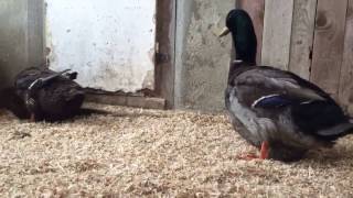 Rouen Ducks in Olympus farm [upl. by Aserehtairam632]