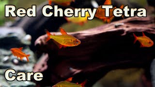 The Ultimate Tetra Red Cherry Tetra Care and Breeding [upl. by Naujtna]