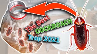 The Best Cockroach Traps 2021 [upl. by Kori]