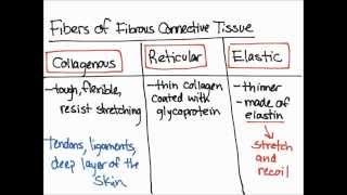 Fibers of Fibrous Connective Tissue [upl. by Yretsym]